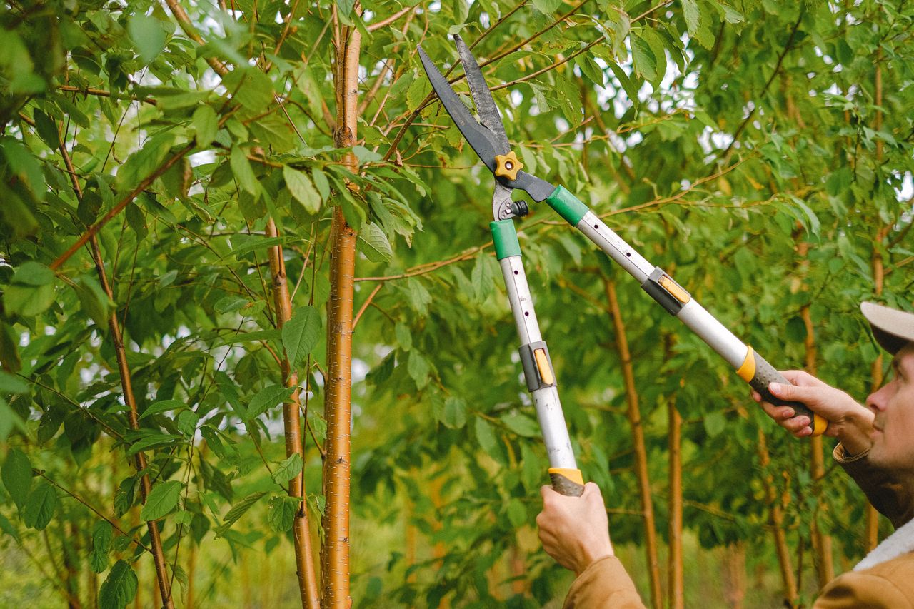 Ground Affects trimming a tree